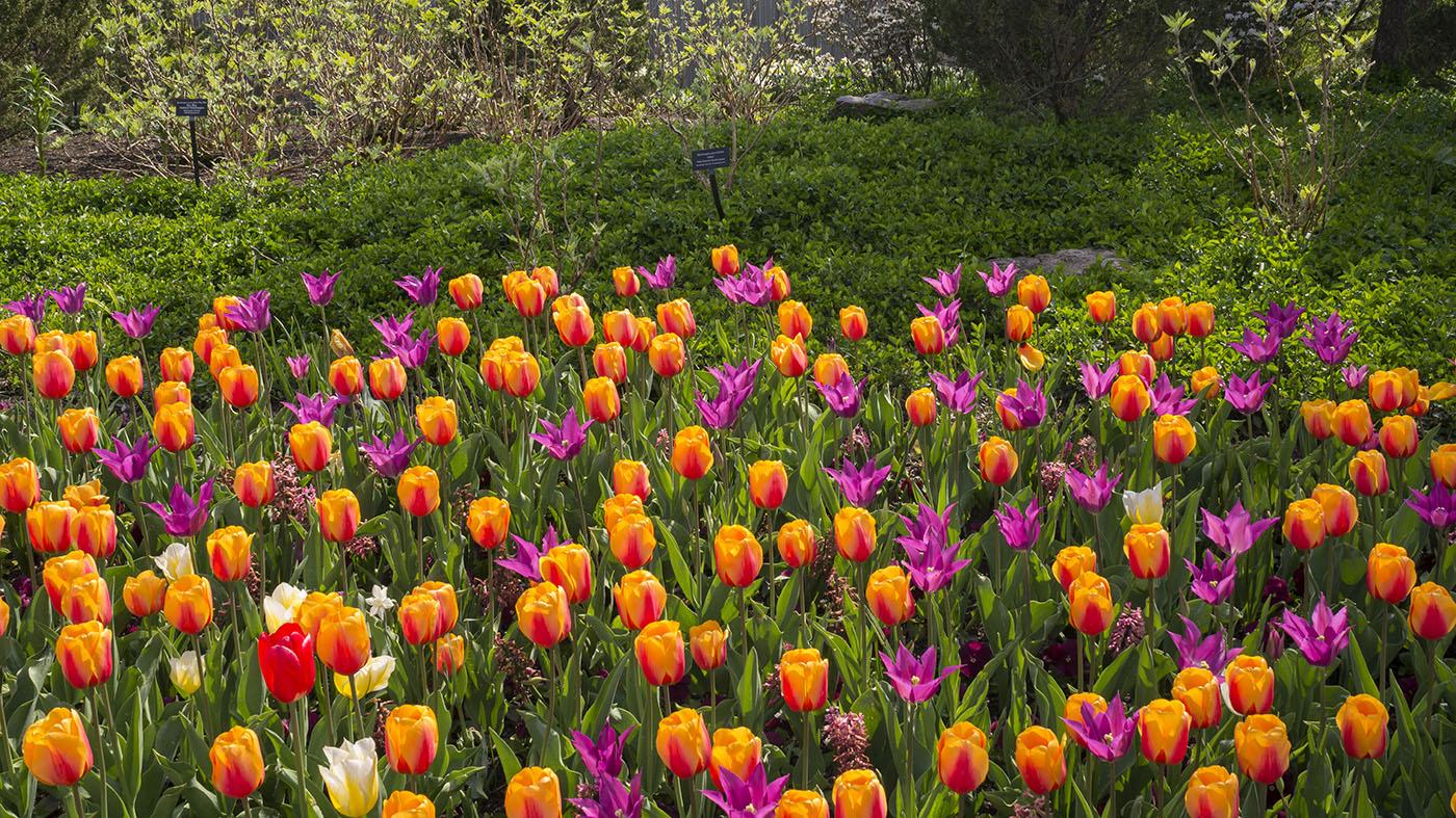 garden