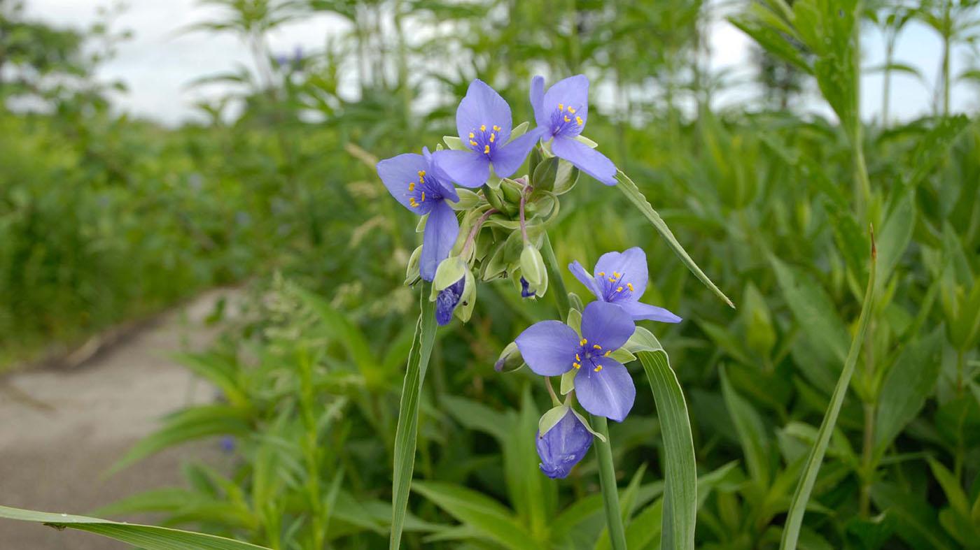 Prairie in spring