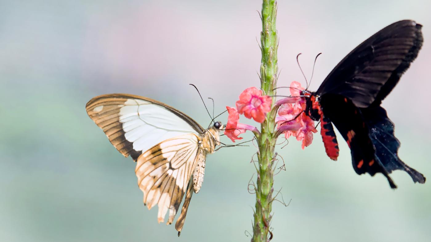 Butterflies & Blooms