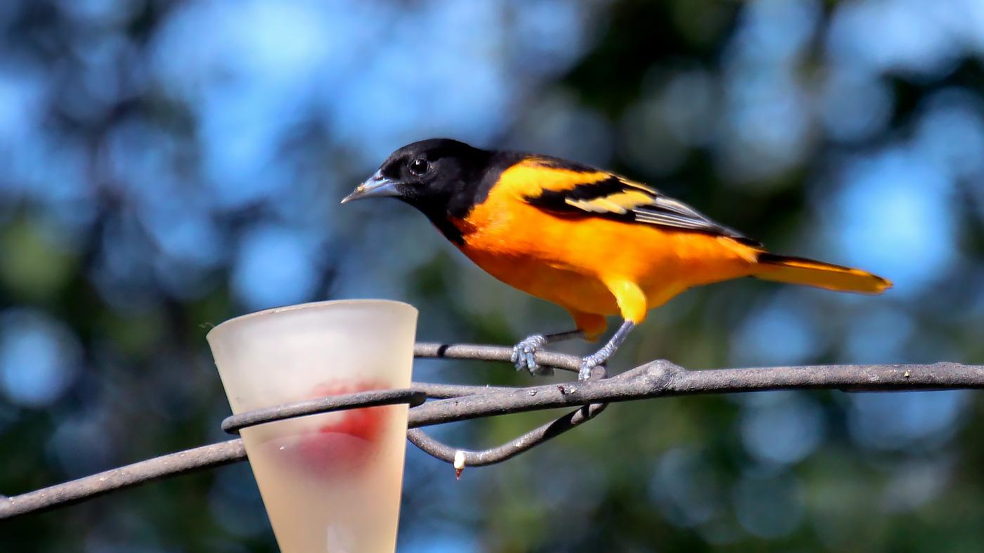 Backyard Feeder Birds