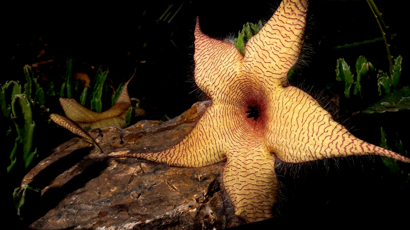 Spooky Plants