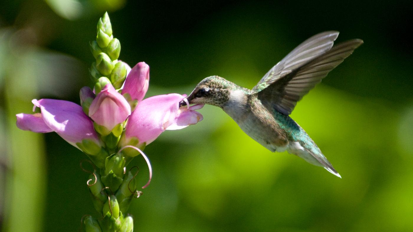 Pollinator humming bird