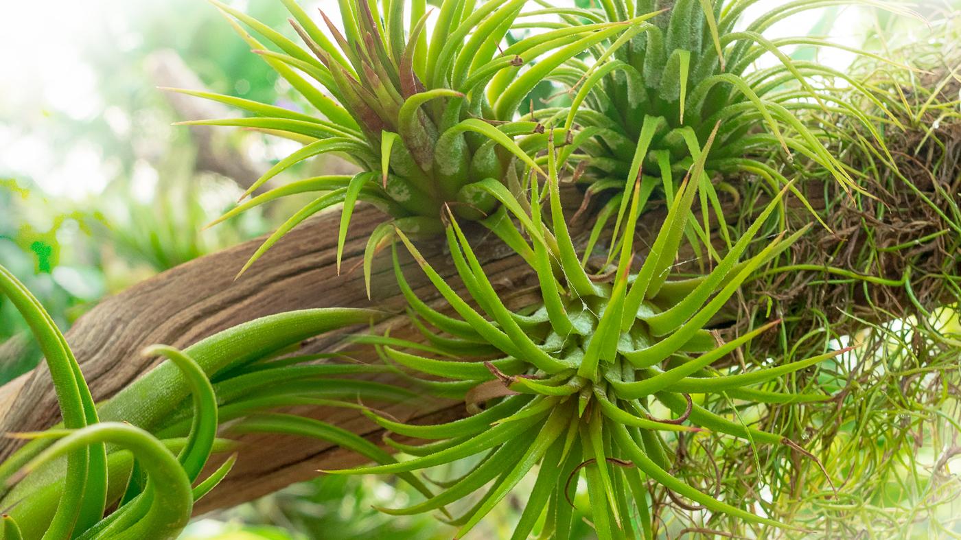 Adult Ed Botanical Arts Holiday Tillandsia Wreath