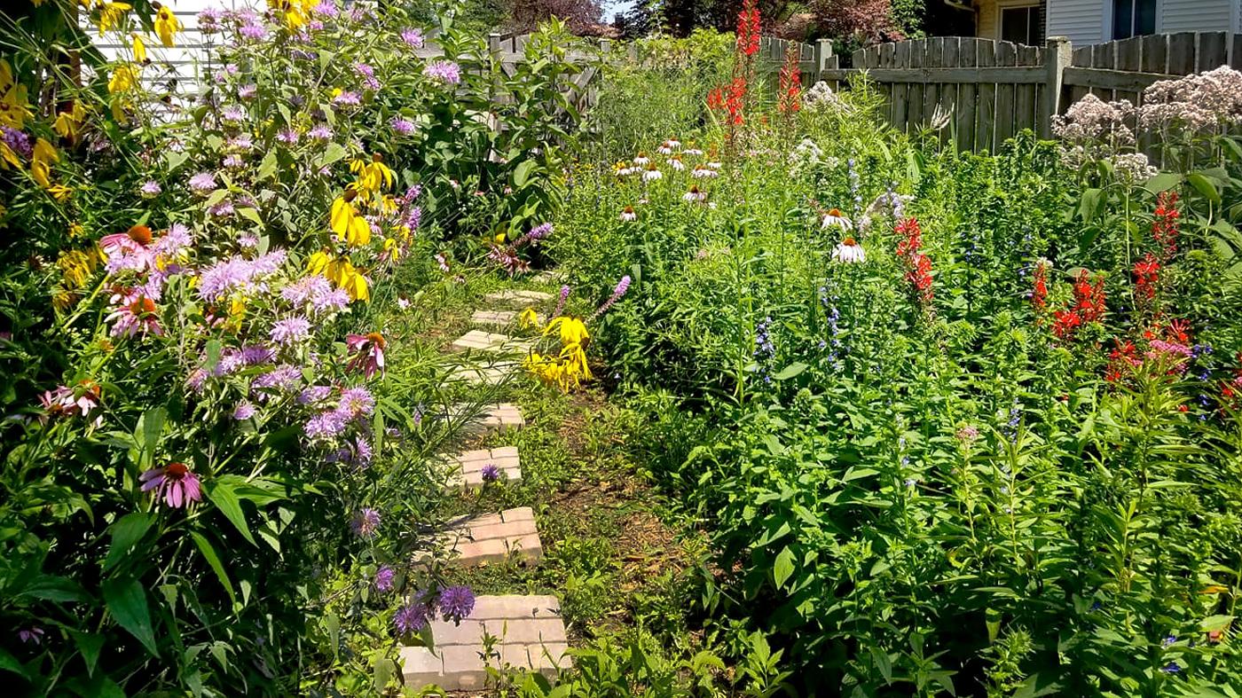Adult Ed Horticulture Ornamental Plant Certificate Landscaping with Native Plants Copyright Dave Neu