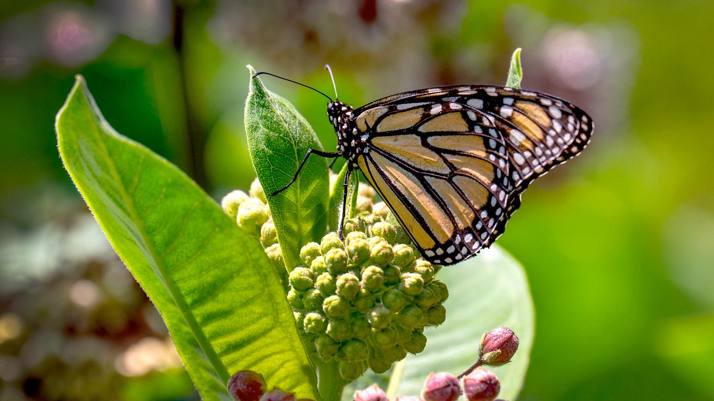 Adult Ed Nature Studies Creating Monarch Butterfly Gardens