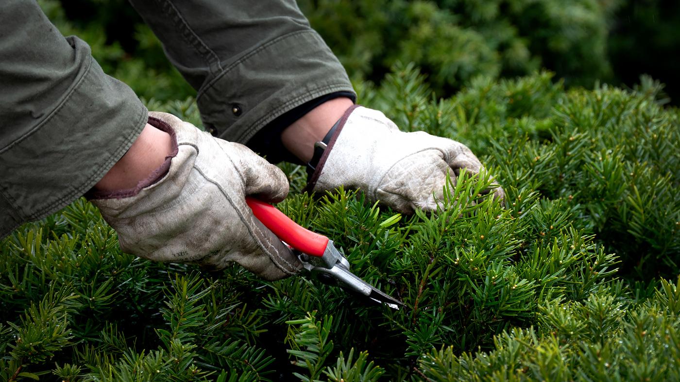 Adult Ed Horticulture Pruning