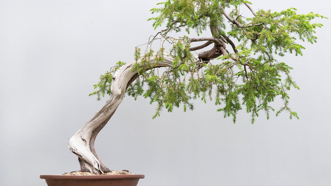 Adult Ed Horticulture Juniper Bonsai