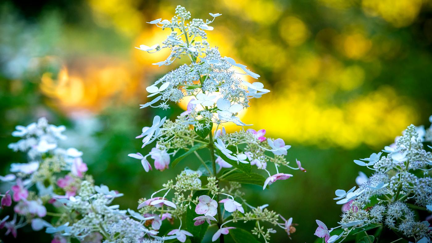 Adult Ed Horticulture Best Shrubs
