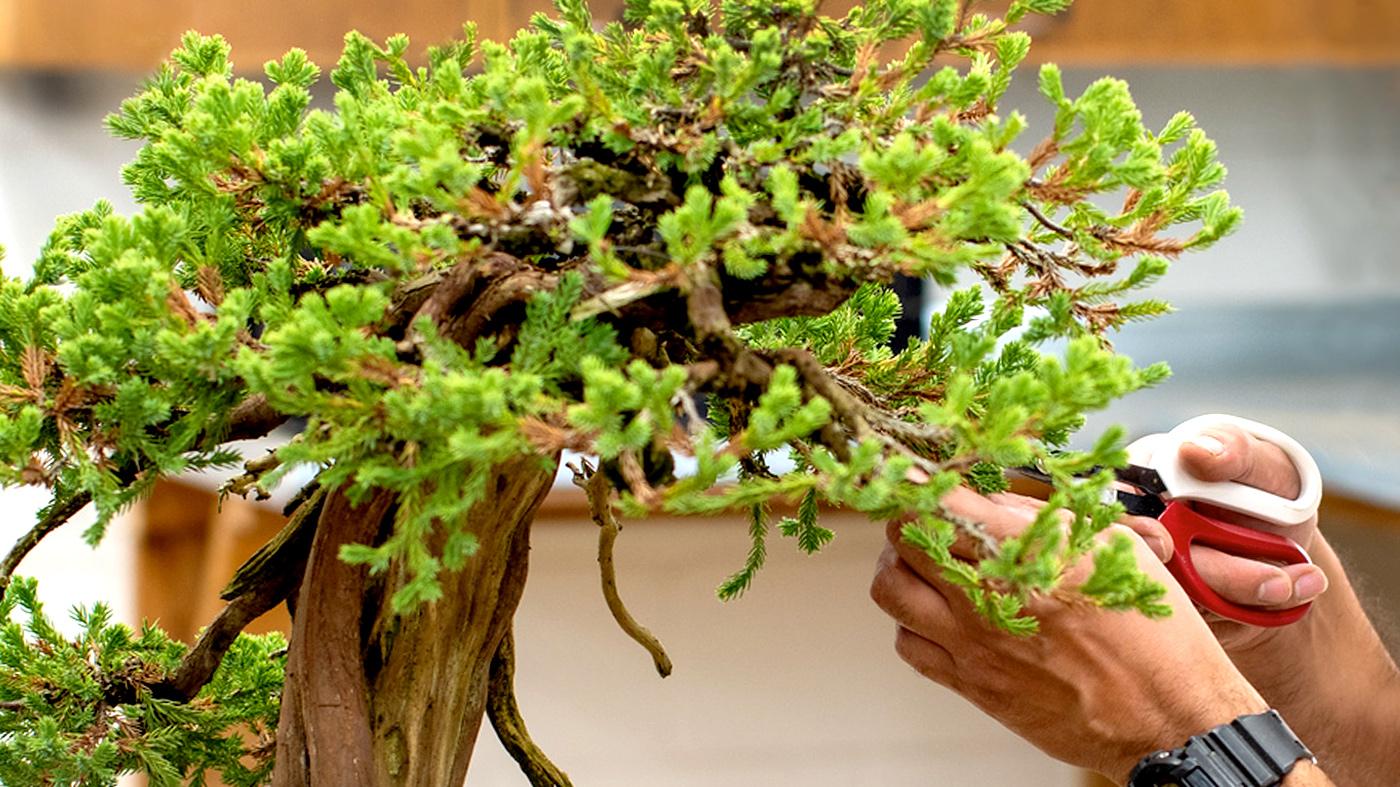Adult Ed Horticulture Juniper Bonsai Workshop