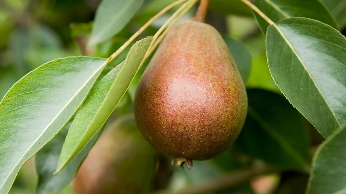 Cooking Class Pear Harvest