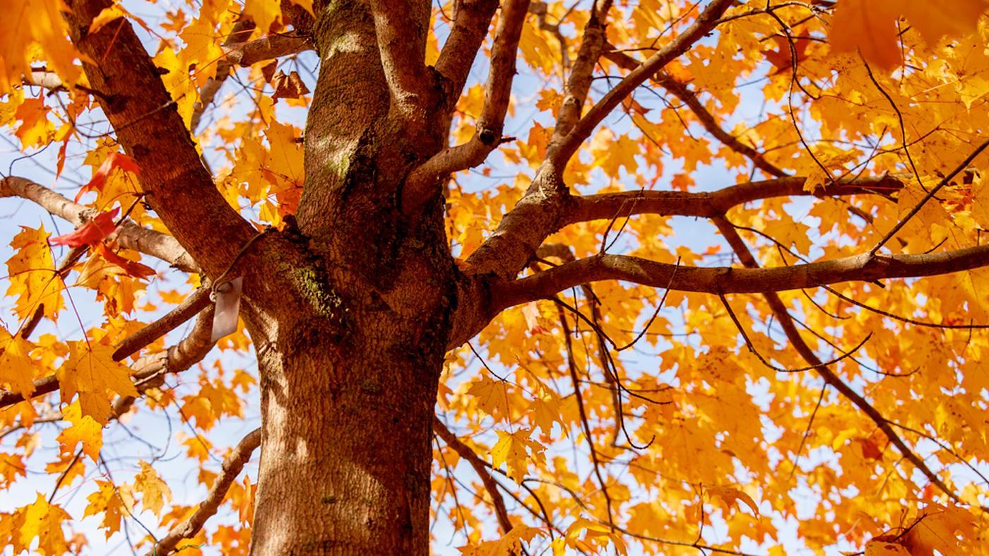 photography_autumn.jpg