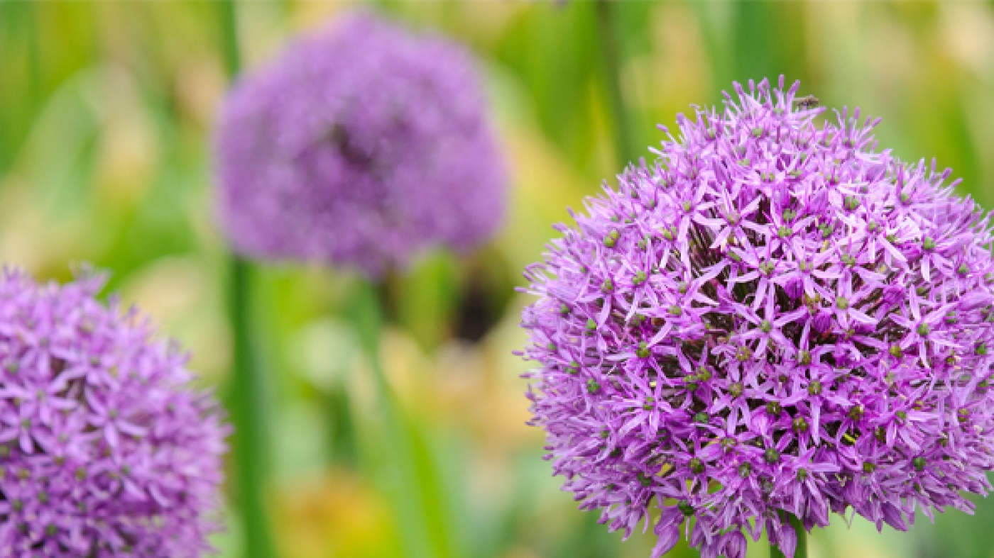 allium