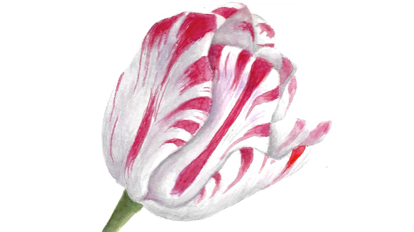 Adult Ed Botanical Arts Spring Blooms in Colored Pencil artwork by Claudia Lane