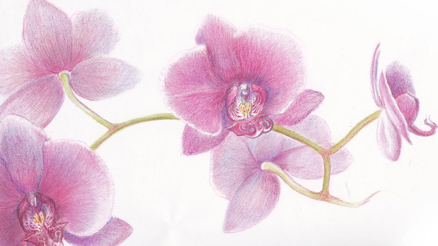 Adult Ed Botanical Arts Orchids in Colored Pencil by Claudia Lane