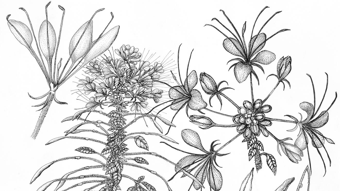 Adult Ed Botanical Arts Pen & Ink by Claudia Lane