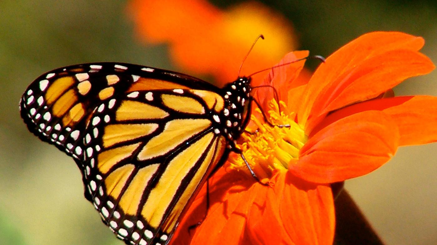 Adult Ed Horticulture Pollinator Container
