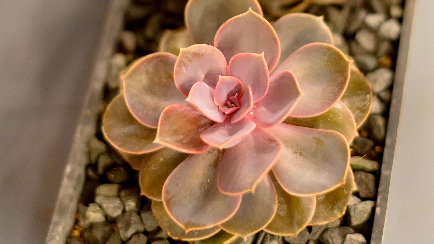 Adult Ed Horticultutre Succulents