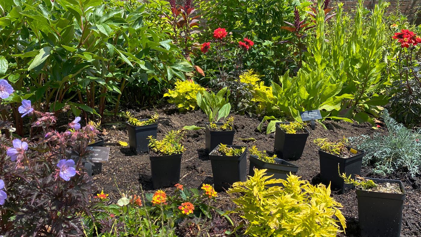 Adult Ed Garden Design