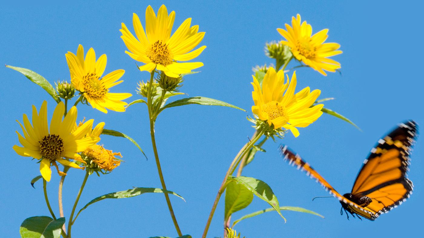 Adult Ed Horticulture Gardening for Butterflies