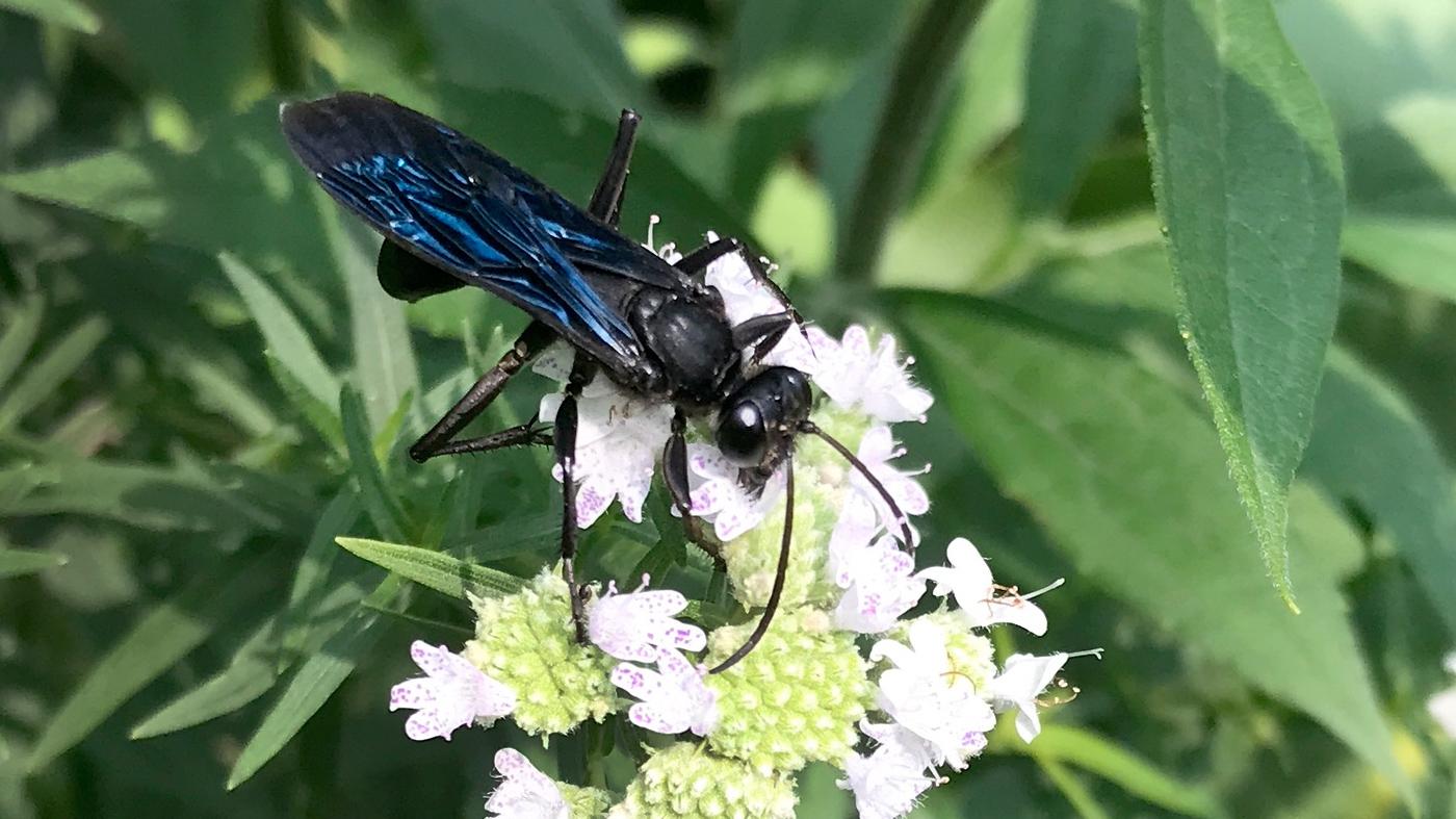 Adult Ed Nature Studies Unsung Pollinators