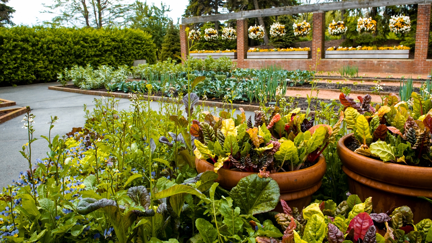 Fruit and Vegetable Garden 