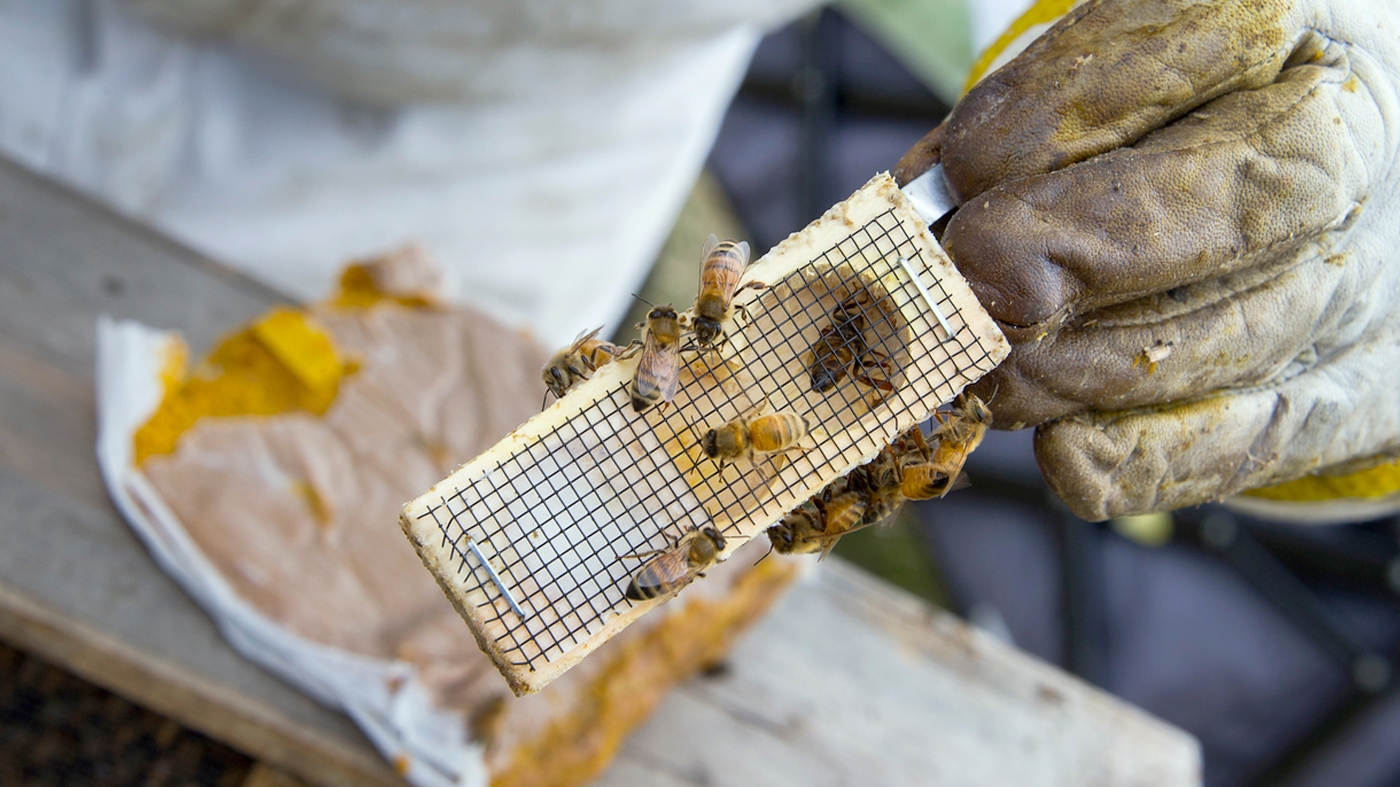 Reading Your Beehive – Nature & Birding Class