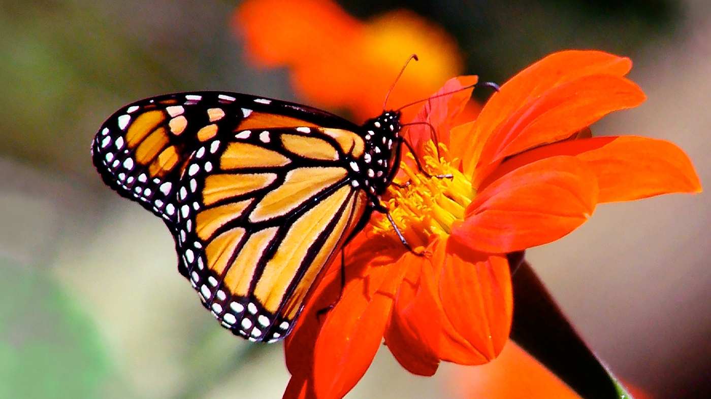 Photography Class – Photographing Butterflies & Blooms