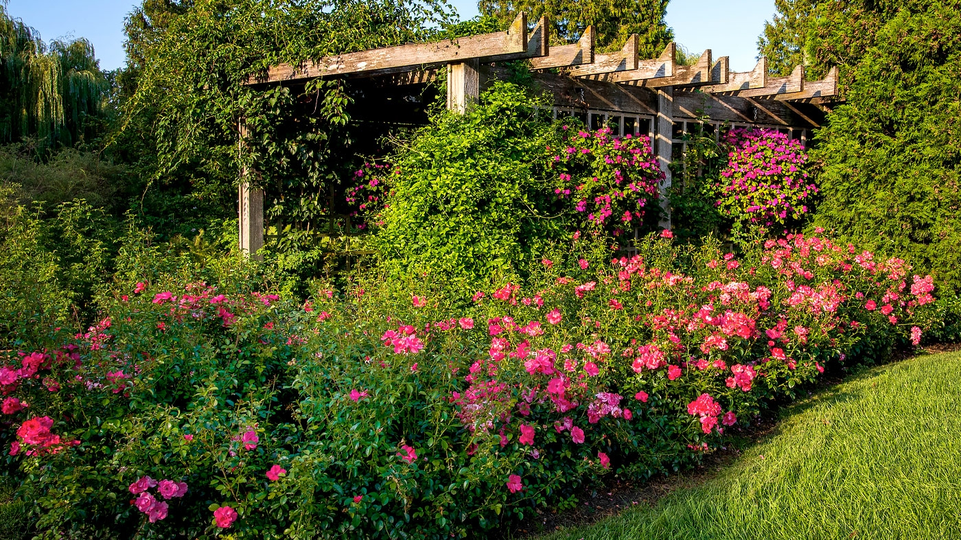 Photographing the Rose Garden – Photography Class