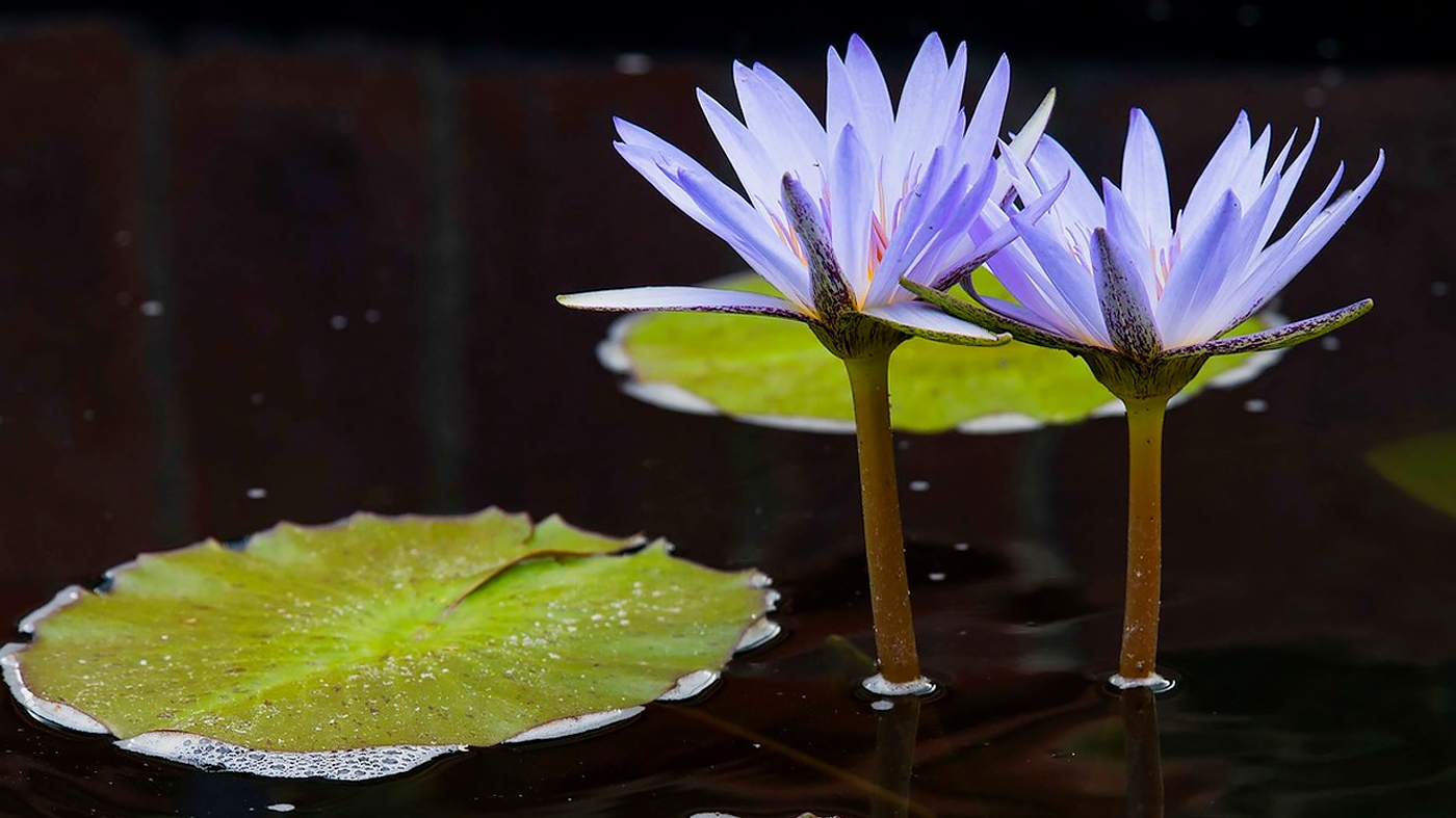 Photographing Waterlilies – Photography Class