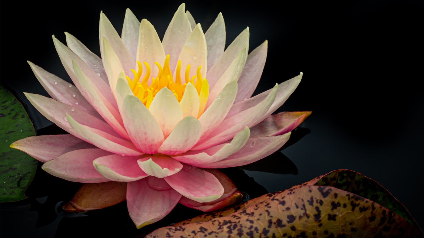 Adult Ed Photography Lightroom-1