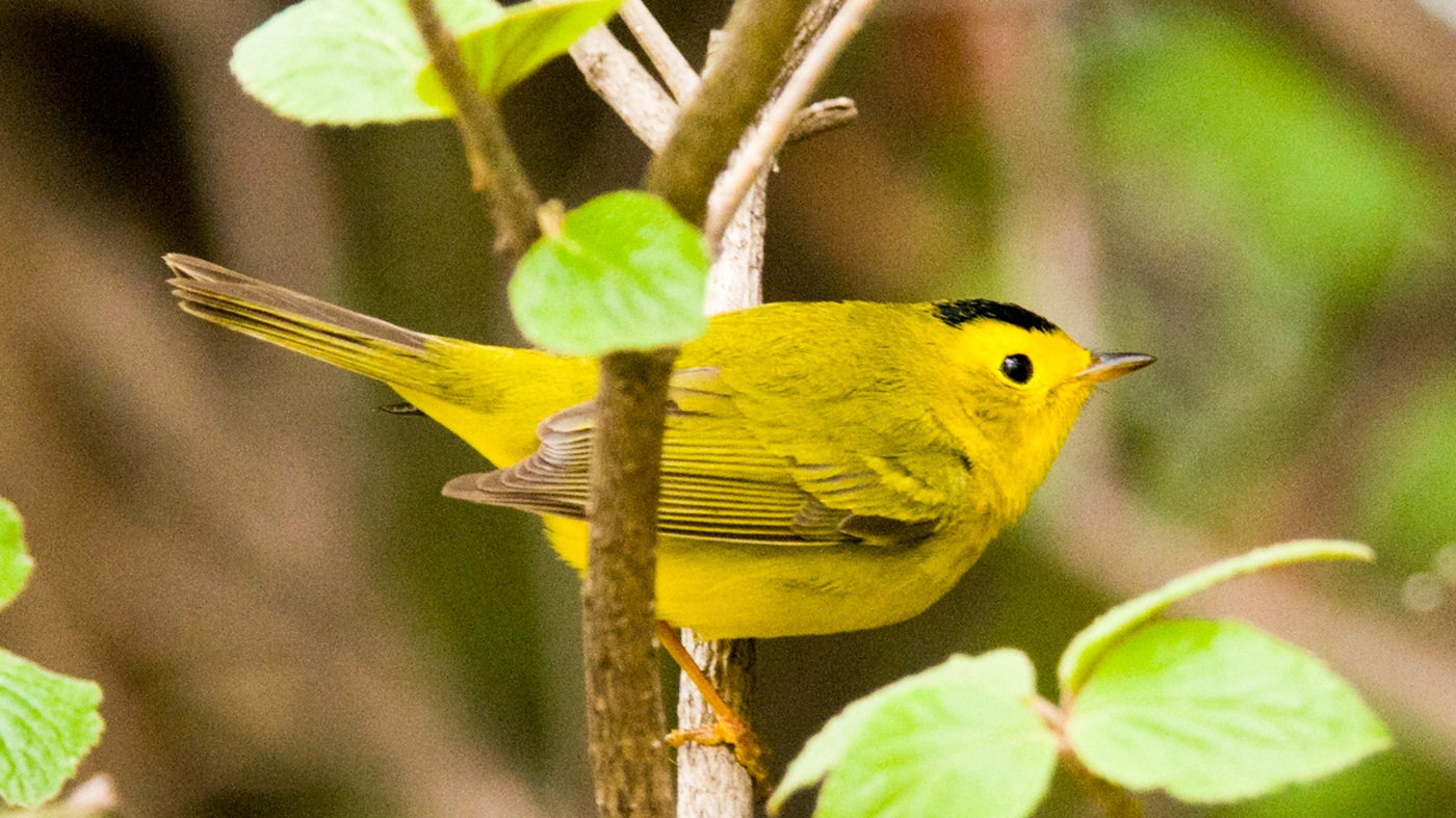 Adult Ed Birding Beginning Bird Walk Dixon Prairie