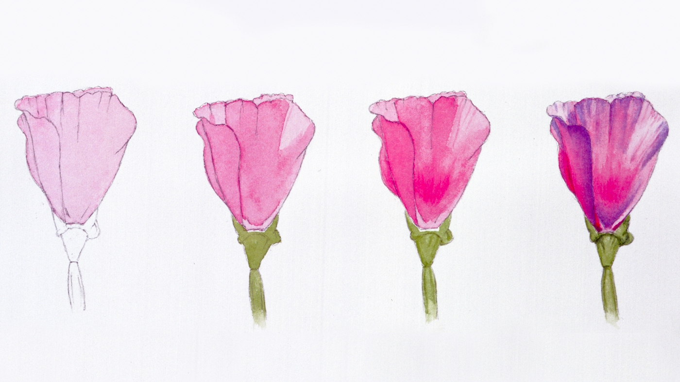 Adult Ed Botanic Watercolor