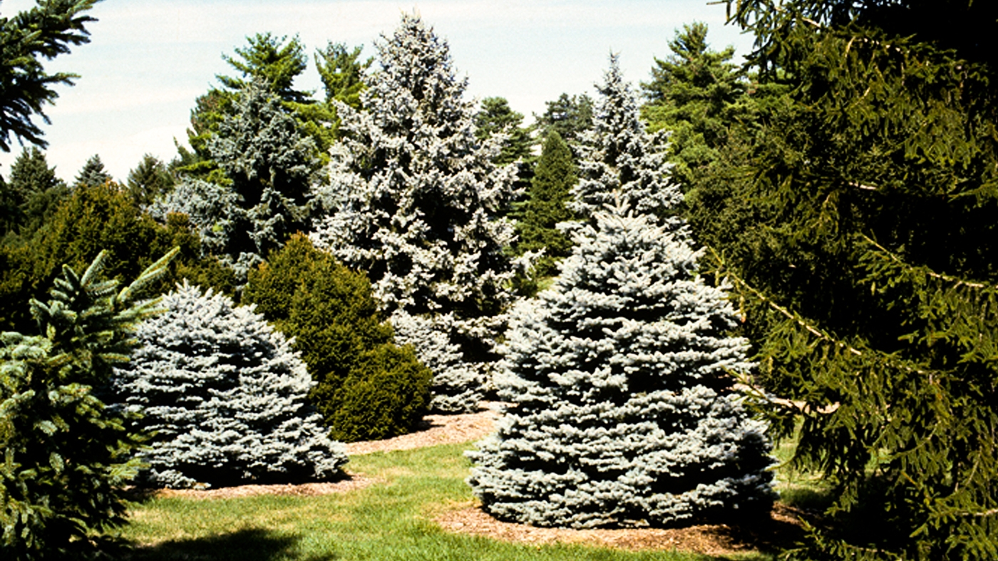 Adult Ed Horticulture Conifers and Broad-leaved Evergreens