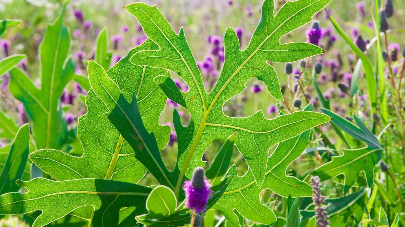 Adult Ed Horticulture Knockout Native Plants