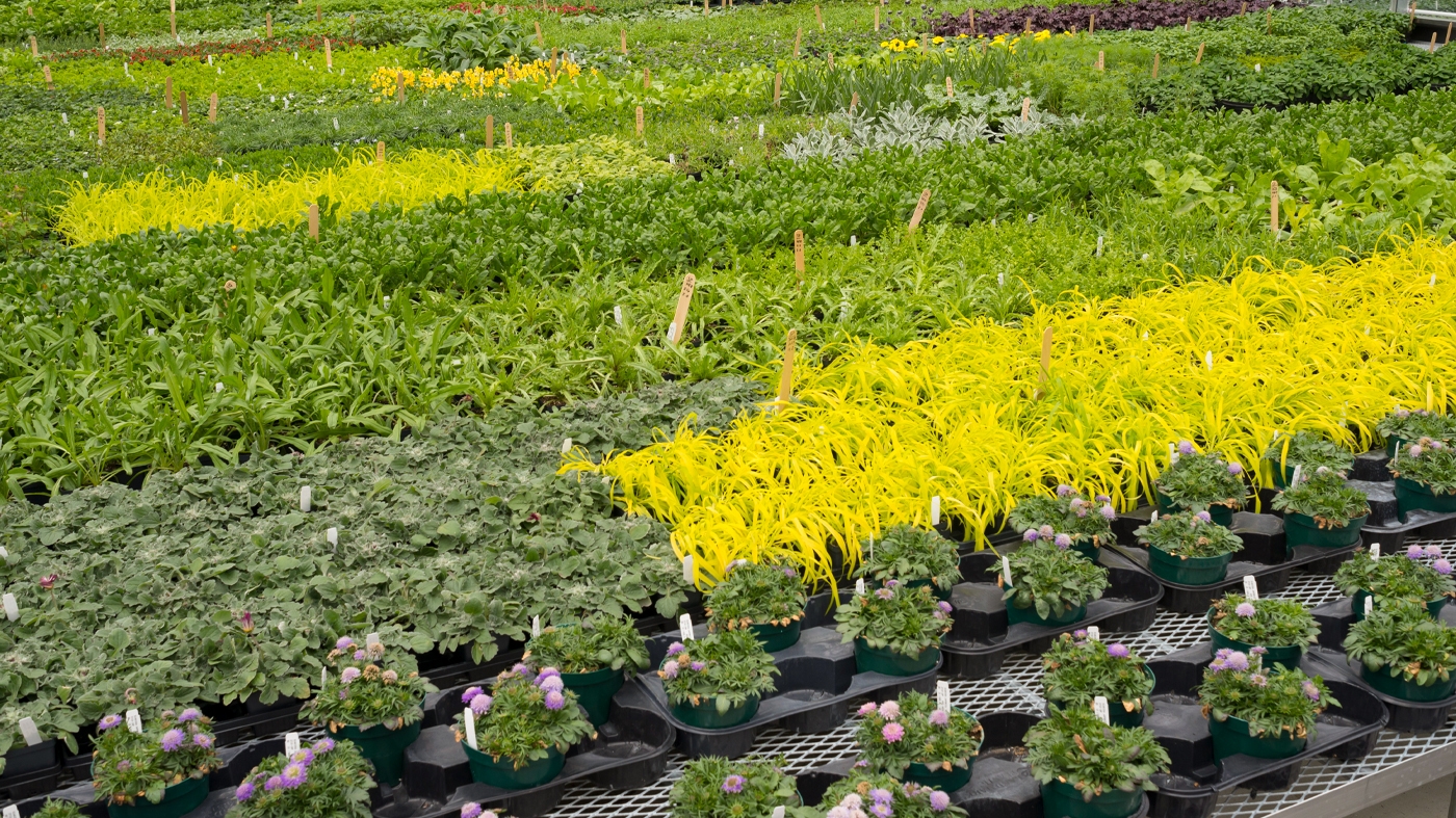 Adult Ed Horticulture Plant Propagation Basics 