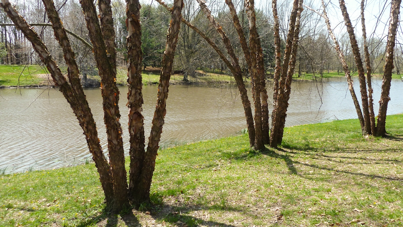 Adult Ed Horticulture Resilient Trees in a Changing Climate