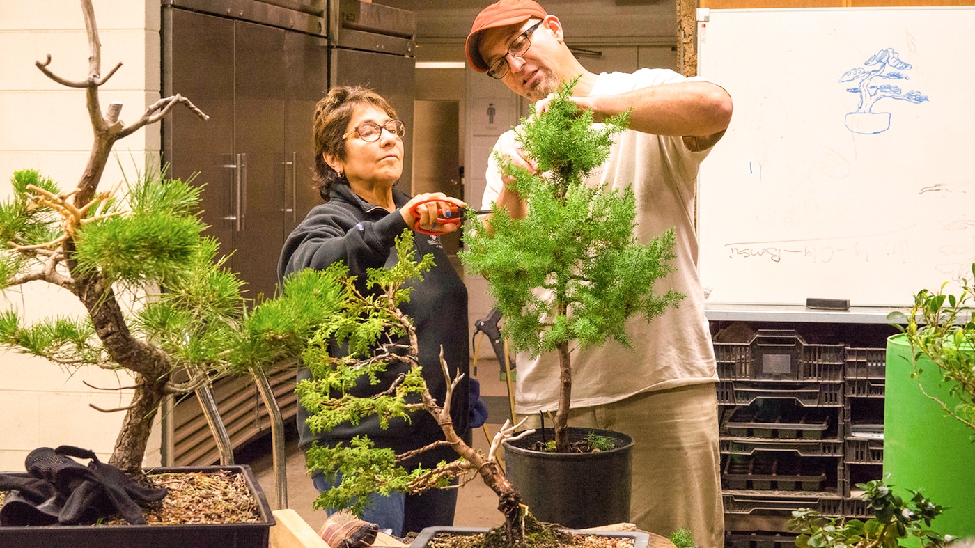 Adult Ed Horticulture Bonsai: Bring Your Own Tree Workshop