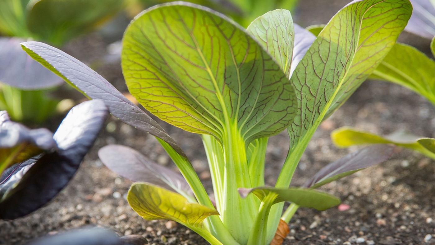 Adult Ed Horticulture Spring Vegatable Garden