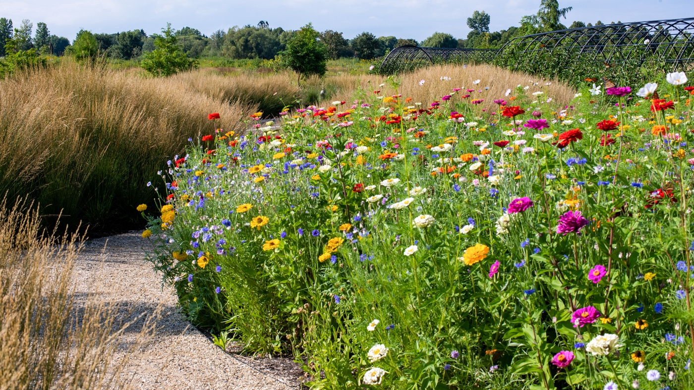 Adult Ed Horticulture Summer Garden Maintenance