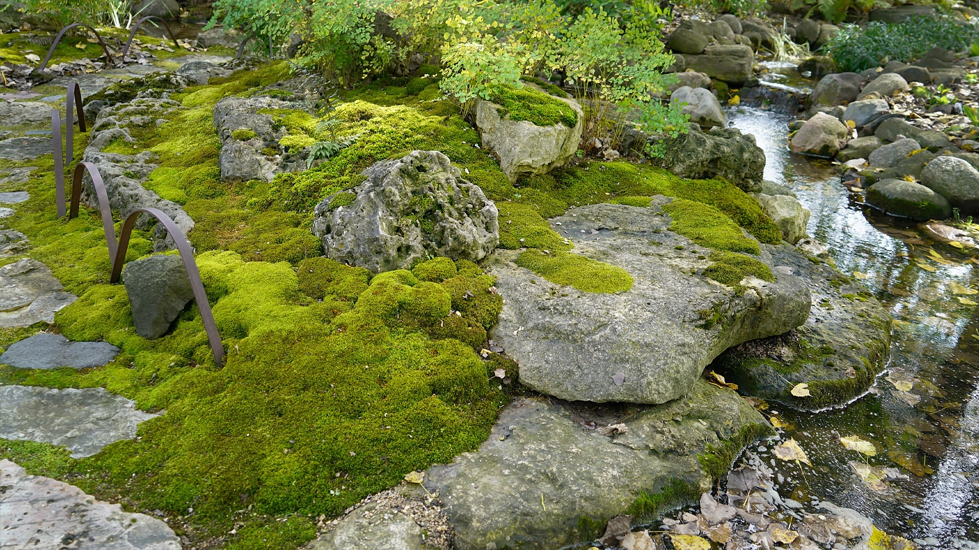 The Moss Garden – Horticulture Class