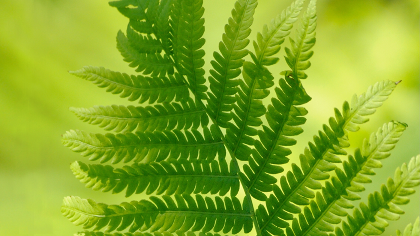 Adult Ed Botanical Arts Fern