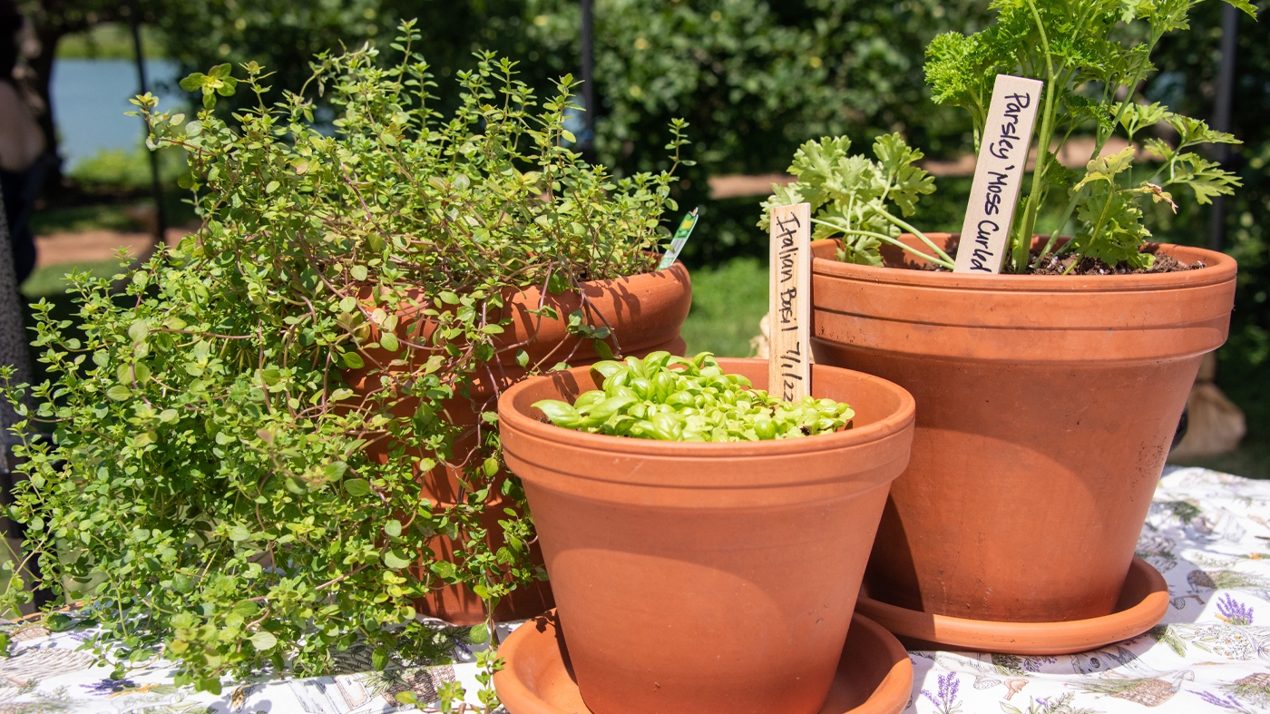 Adult Ed Horticulture Herb Garden
