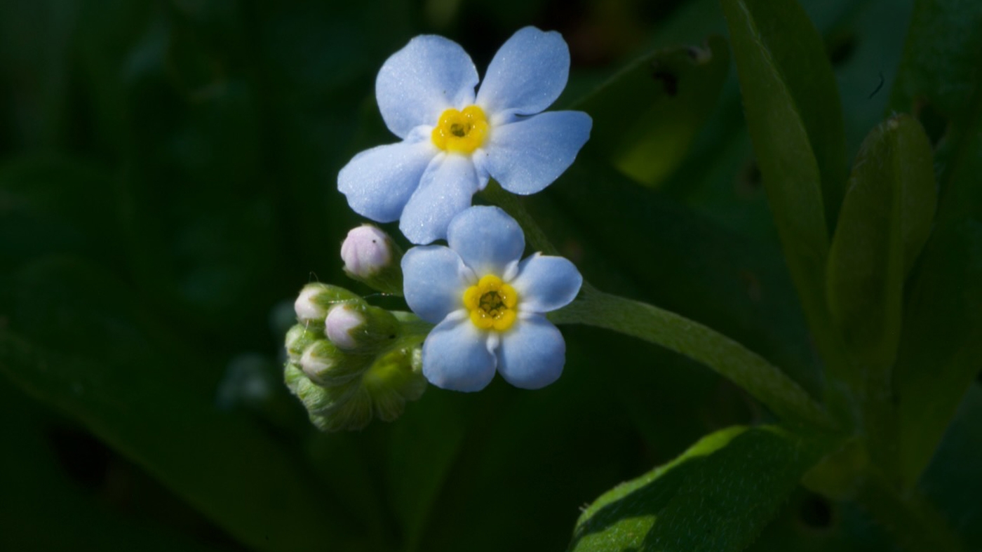 Adult Ed Photography Intermediate Digital