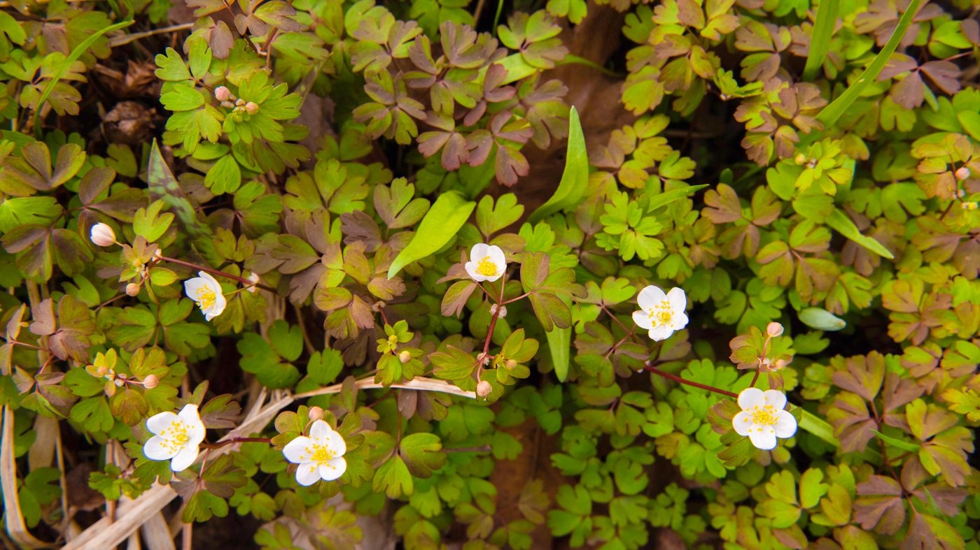Adult Ed Photography Nature Forest