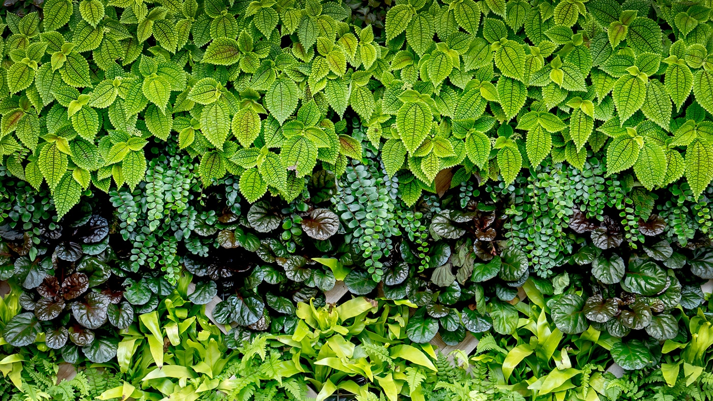 Patterned Gardens