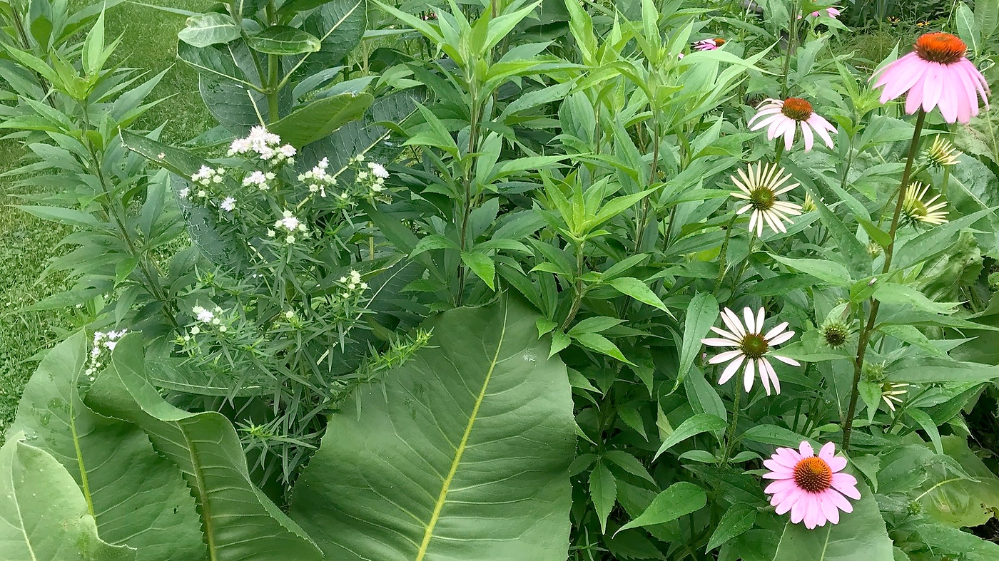 How to Divide Perennials – Horticulture Class