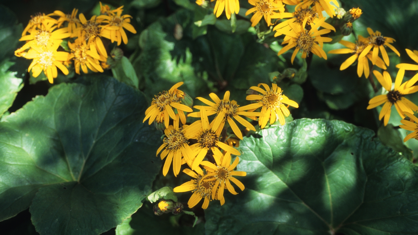 ligularia 