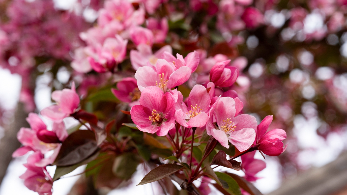 crabapple