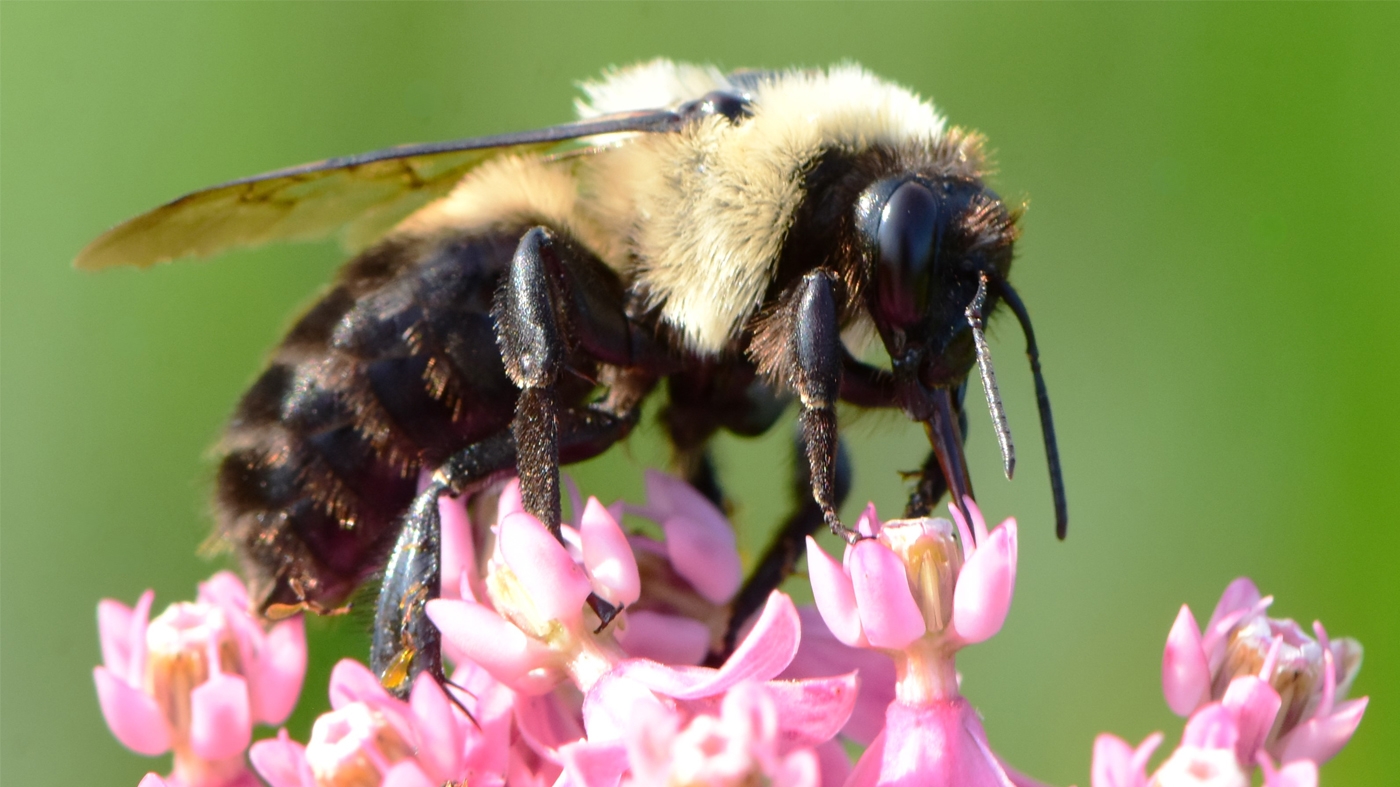 bee on a flower