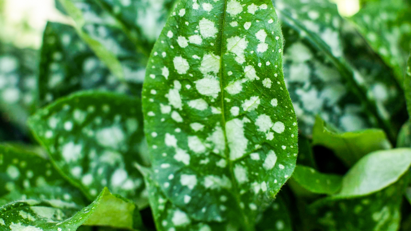 bethlehem sage